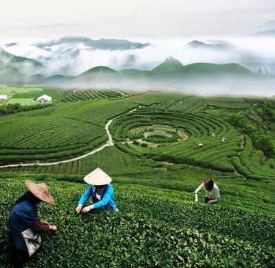 Чайная плантация, Китай.